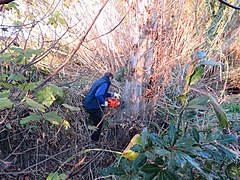 2020 01 12 Tallant l'arbre de Sant Antoni, Massalfassar 06.jpg