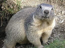 Havasi mormota (Marmota marmota)