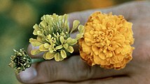 Symptoms of aster yellows on marigold