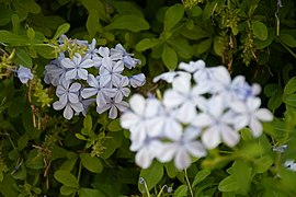 Blue jasmine flowers.jpg