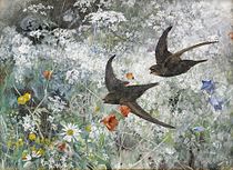 Swifts, 1886