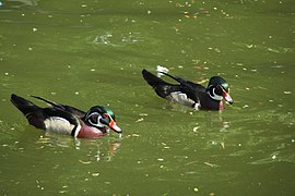 Carolina ducks