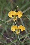 Commelina africana