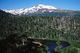 Copahue Volcano