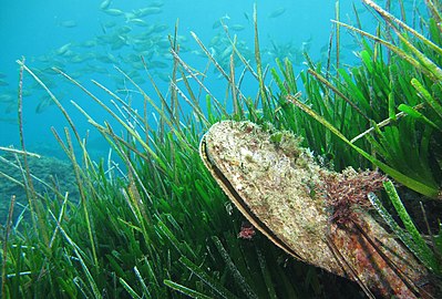 Seagrass meadow