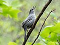 Image 8Gray catbird watching a hawk fly overhead in the Brooklyn Botanic Garden