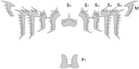 Complete element set of the conodont Hindeodus parvus
