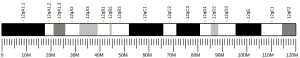 Chromosome 12 (souris)