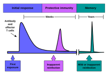 Diagram showing adaptive immunity and memory