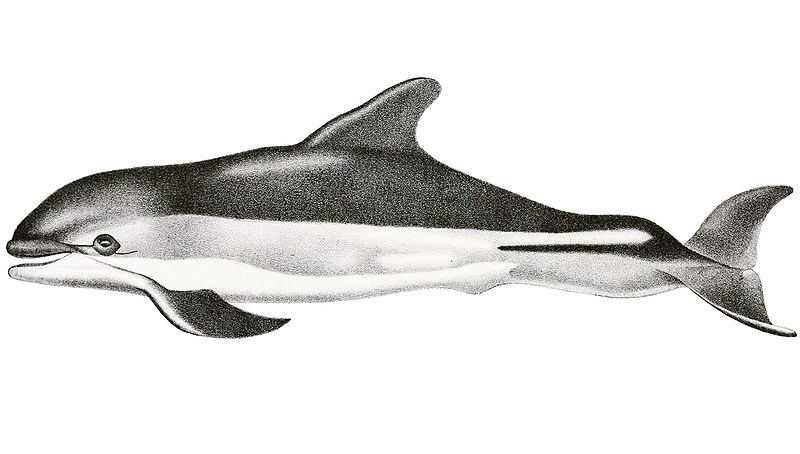 File:Lagenorhynchus acutus.jpg