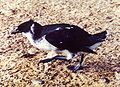 Peruvian diving petrel