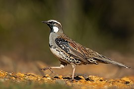 Spotted Quail-thrush male - Blackheath.jpg