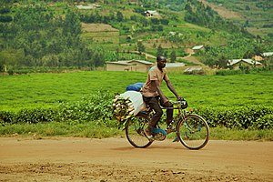 Ein Mann transportiert im Distrikt Burera Mais auf einem Fahrrad