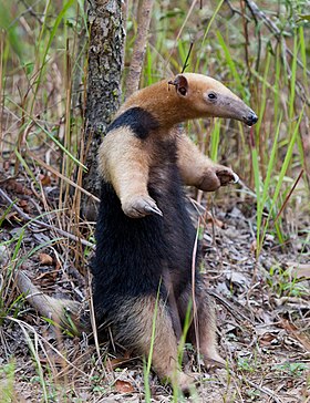 Tamandua tetradactyla