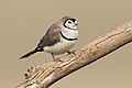 Double-barred finch