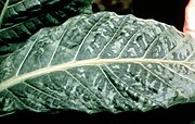 Tobacco mosaic virus on a tobacco leaf, showing the characteristic mottling