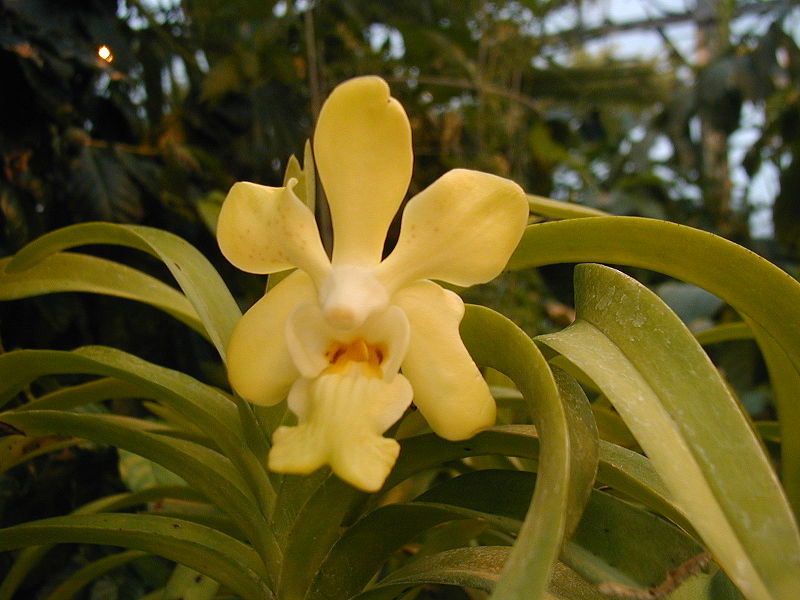 File:Vanda denisoniana 2.jpg