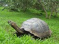 Galapagos tortoise