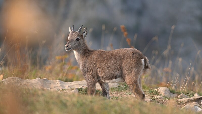 File:04 Alpine Ibex Photo by Giles Laurent.jpg