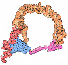 RNA