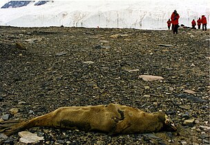 Mummified Seal carcass in McMurdo Dry Valleys