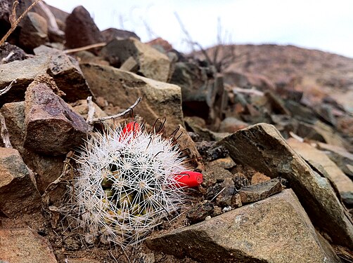 Plants growing in habitat southern section of the Mojave National Preserve