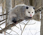 Opossum de Virginie