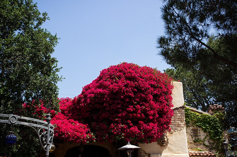 File:At Rancho del Zocalo.jpg