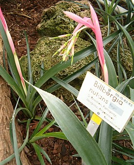 Nuokkupapinkaura (Bilbergia nutans)