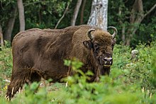 Wisent in der Kernzone