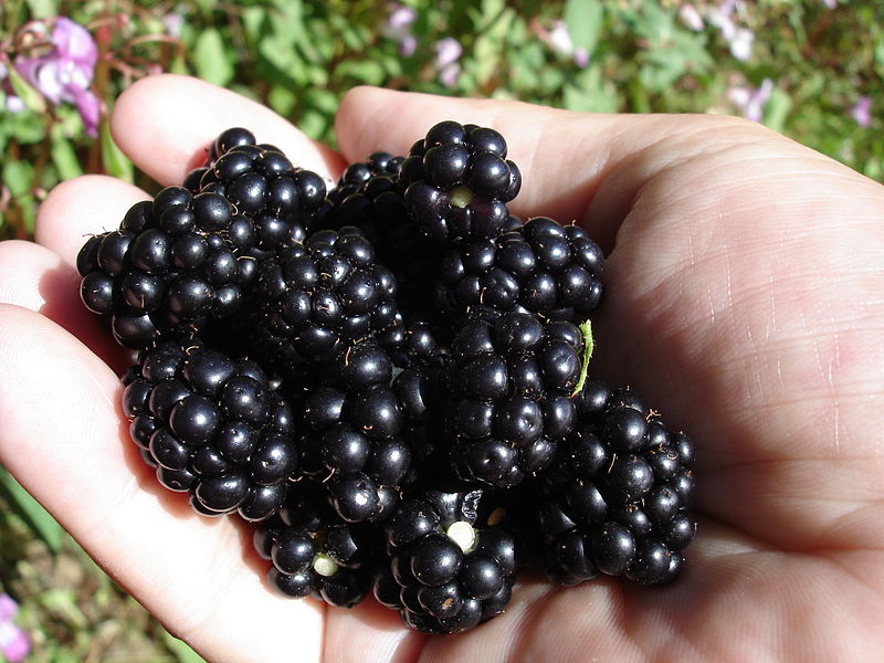 File:Handful of Blackberries by marliesc.jpg