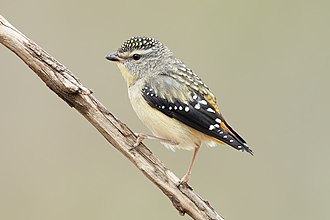 Spotted pardalote