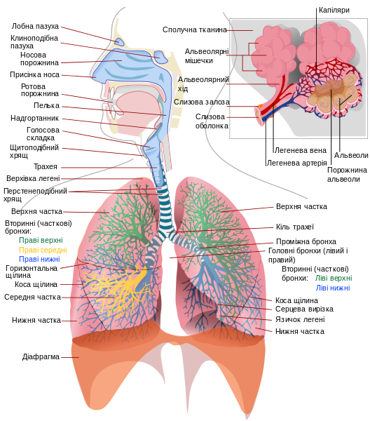 File:Respiratory system complete uk.svg