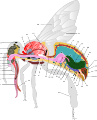 Anatomio de laborista Mielabelo (commons:Apis)