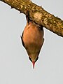 * Nomination Velvet-fronted nuthatch (Sitta frontalis) perched upside down, Sasatgre --Tagooty 00:44, 3 November 2024 (UTC) * Promotion  Support Good quality. --Johann Jaritz 10:45, 3 November 2024 (UTC)  Oppose I disagree. Of course, this is interesting and probably an image that was difficult to obtain, but it is rather noisy and nothing seems to be really in focus. Sorry. --Robert Flogaus-Faust 12:52, 3 November 2024 (UTC)  Comment Sorry for that. There is some detail even on the feathers. So I withdraw my vote, because this may be ok. --Robert Flogaus-Faust 13:00, 3 November 2024 (UTC)