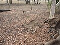 Kangaroos