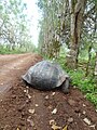 Galapagos tortoise