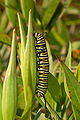 Seed pod with a Monarch butterfly