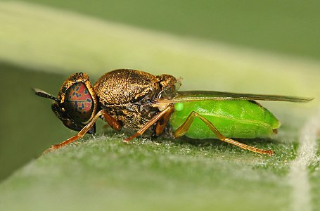 Kleine moeraswapenvlieg Oplodontha viridula