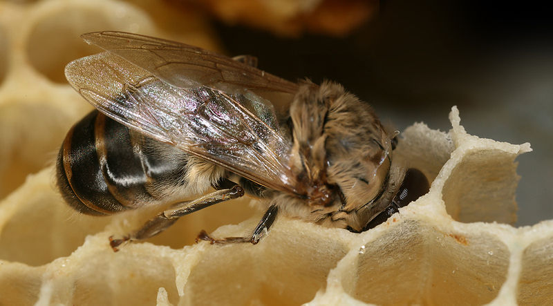 File:Apis mellifera carnica drone postnatal 3.jpg