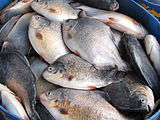 Fish reared in cages. My Tho, Mekong delta, Vietnam.