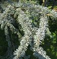 'Glauca' in Arboretum de la Vallée-aux-Loups