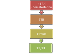 Eix hipotàlem-hipofisari-tiroïdal.png