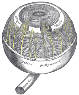 Musculus ciliaris (Ciliary muscle)