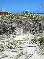 Sand encrusted vegetation in sand dunes near South Pointe Park