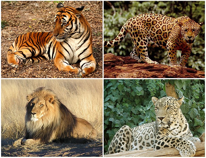 File:Panthera Diversity.jpg