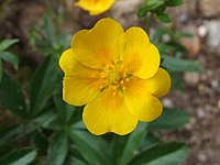 Potentilla crantzii