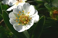 Potentilla alba