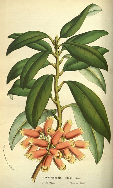 File:Rhododendron keysii.jpg