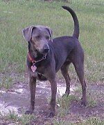 "A dark grey colored dog faces just to the right, it wears a large tag on it's collar."